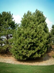 Сосна Чёрная (Pinus Nigra) купить по цене от 270.00р. в интернет-магазине «Посадика» с доставкой почтой в в Благодарныйе и по всей России – [изображение №1].