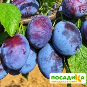 Слива Чачакская ранняя купить по цене от 229.00р. в интернет-магазине «Посадика» с доставкой почтой в в Благодарныйе и по всей России – [изображение №1].