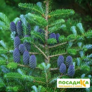 Пихта корейская (Abies koreana) купить по цене от 450.00р. в интернет-магазине «Посадика» с доставкой почтой в в Благодарныйе и по всей России – [изображение №1].