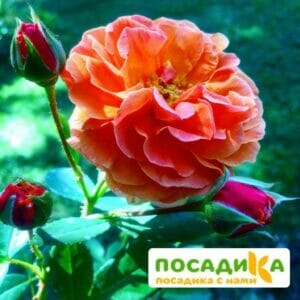 Роза Арабия купить по цене от 350.00р. в интернет-магазине «Посадика» с доставкой почтой в в Благодарныйе и по всей России – [изображение №1].