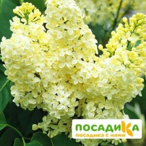 Сирень Примроуз (Primrose) купить по цене от 529.00р. в интернет-магазине «Посадика» с доставкой почтой в в Благодарныйе и по всей России – [изображение №1].