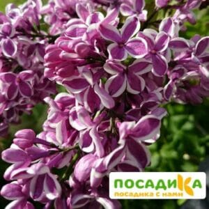 Сирень Сенсация купить по цене от 529.00р. в интернет-магазине «Посадика» с доставкой почтой в в Благодарныйе и по всей России – [изображение №1].