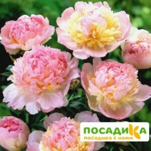 Пион Распберри Сандей (Paeonia Raspberry Sundae) купить по цене от 959р. в интернет-магазине «Посадика» с доставкой почтой в в Благодарныйе и по всей России – [изображение №1].