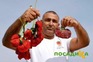 Клубника Гигант Джорнея купить по цене от 266р. в интернет-магазине «Посадика» с доставкой почтой в в Благодарныйе и по всей России – [изображение №1].
