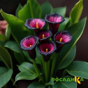 Калла Аура Лейс купить по цене от 400р. в интернет-магазине «Посадика» с доставкой почтой в в Благодарныйе и по всей России – [изображение №1].