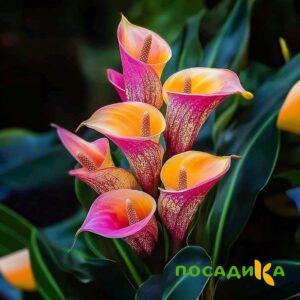 Калла Оникс купить по цене от 450р. в интернет-магазине «Посадика» с доставкой почтой в в Благодарныйе и по всей России – [изображение №1].