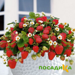 Клубника Рубиновый Шепот (горшечная) купить по цене от 240р. в интернет-магазине «Посадика» с доставкой почтой в в Благодарныйе и по всей России – [изображение №1].