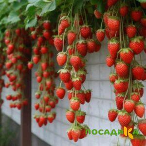 Клубника вьющаяся Комплимент купить по цене от 470р. в интернет-магазине «Посадика» с доставкой почтой в в Благодарныйе и по всей России – [изображение №1].