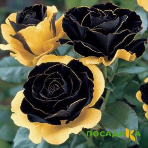Роза Ханни Сикл купить по цене от 700р. в интернет-магазине «Посадика» с доставкой почтой в в Благодарныйе и по всей России – [изображение №1].