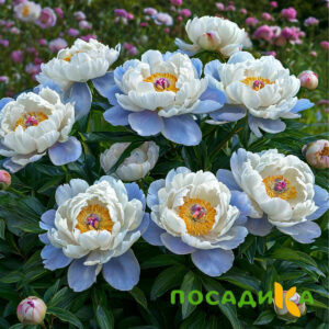 Пион акварельный Этюд купить по цене от 806р. в интернет-магазине «Посадика» с доставкой почтой в в Благодарныйе и по всей России – [изображение №1].