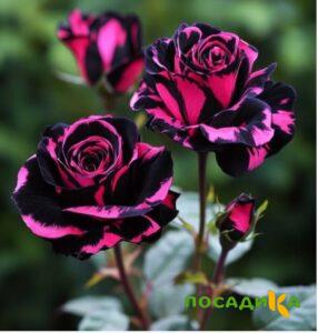 Роза Багровый Шепот купить по цене от 366р. в интернет-магазине «Посадика» с доставкой почтой в в Благодарныйе и по всей России – [изображение №1].