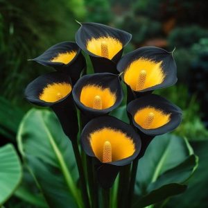 Калла Легато купить по цене от 620р. в интернет-магазине «Посадика» с доставкой почтой в в Благодарныйе и по всей России – [изображение №1].