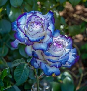 Роза Пэтолз Хоуп купить по цене от 333р. в интернет-магазине «Посадика» с доставкой почтой в в Благодарныйе и по всей России – [изображение №1].