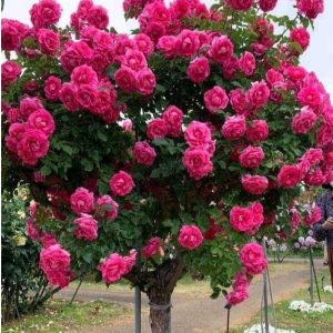 Роза Версаля купить по цене от 232р. в интернет-магазине «Посадика» с доставкой почтой в в Благодарныйе и по всей России – [изображение №1].