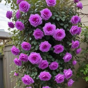 Роза Мистик Уайт купить по цене от 620р. в интернет-магазине «Посадика» с доставкой почтой в в Благодарныйе и по всей России – [изображение №1].