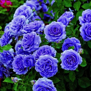Роза Блю Мун купить по цене от 450р. в интернет-магазине «Посадика» с доставкой почтой в в Благодарныйе и по всей России – [изображение №1].