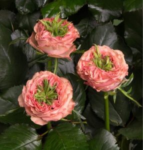 Роза Амбер Инчант купить по цене от 495р. в интернет-магазине «Посадика» с доставкой почтой в в Благодарныйе и по всей России – [изображение №1].