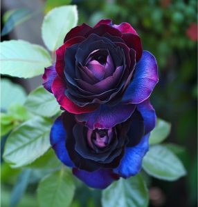 Роза Скарлет Рэвери купить по цене от 489р. в интернет-магазине «Посадика» с доставкой почтой в в Благодарныйе и по всей России – [изображение №1].