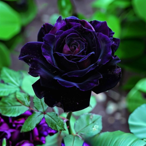 Роза Блэк Пантер купить по цене от 319р. в интернет-магазине «Посадика» с доставкой почтой в в Благодарныйе и по всей России – [изображение №1].