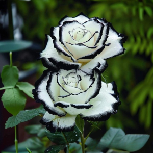 Роза Силк Ивин купить по цене от 319р. в интернет-магазине «Посадика» с доставкой почтой в в Благодарныйе и по всей России – [изображение №1].