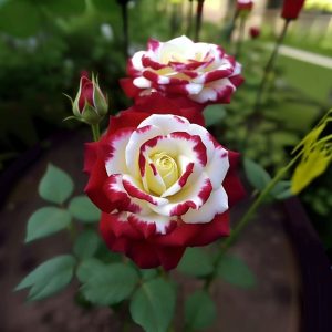 Роза Роял Глом купить по цене от 401р. в интернет-магазине «Посадика» с доставкой почтой в в Благодарныйе и по всей России – [изображение №1].