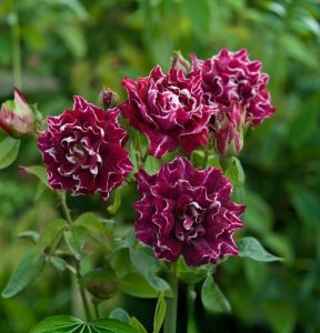 Роза Опаловый Пейзаж купить по цене от 490р. в интернет-магазине «Посадика» с доставкой почтой в в Благодарныйе и по всей России – [изображение №1].