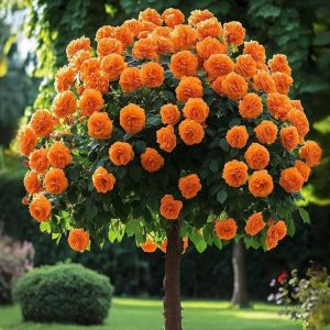 Роза Солнечный Шарм купить по цене от 349р. в интернет-магазине «Посадика» с доставкой почтой в в Благодарныйе и по всей России – [изображение №1].