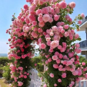 Роза Пастель Розе купить по цене от 605р. в интернет-магазине «Посадика» с доставкой почтой в в Благодарныйе и по всей России – [изображение №1].