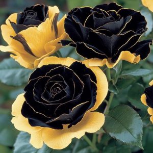 Роза Ханни Сикл купить по цене от 700р. в интернет-магазине «Посадика» с доставкой почтой в в Благодарныйе и по всей России – [изображение №1].