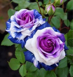 Роза Айвори Каскад купить по цене от 420р. в интернет-магазине «Посадика» с доставкой почтой в в Благодарныйе и по всей России – [изображение №1].