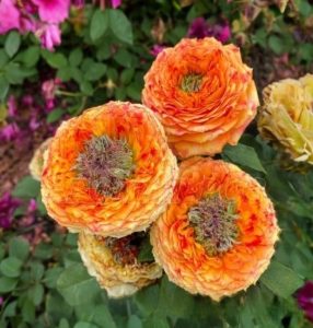 Роза Золотой Мираж купить по цене от 420р. в интернет-магазине «Посадика» с доставкой почтой в в Благодарныйе и по всей России – [изображение №1].