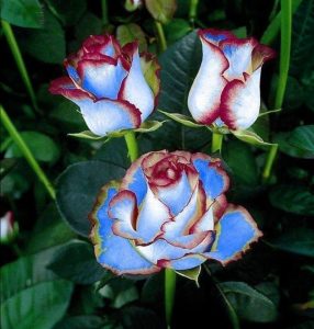 Роза Сафайер Пэтл купить по цене от 450р. в интернет-магазине «Посадика» с доставкой почтой в в Благодарныйе и по всей России – [изображение №1].