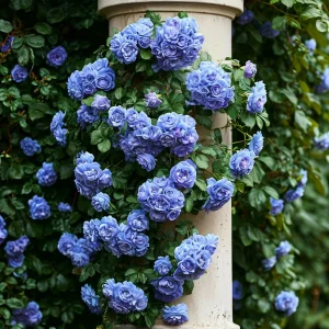 Роза плетистая Блю Перпл купить по цене от 540р. в интернет-магазине «Посадика» с доставкой почтой в в Благодарныйе и по всей России – [изображение №1].